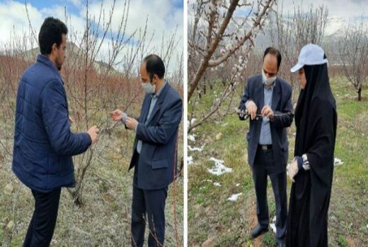 خسارت ۲ هزار و ۲۷۶ میلیارد ریالی سرمازدگی و طوفان به بخش کشاورزی استان مرکزی