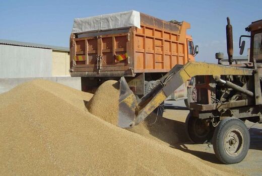 خرید گندم از روسیه در بلاتکلیفی