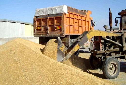 خرید گندم از روسیه در بلاتکلیفی