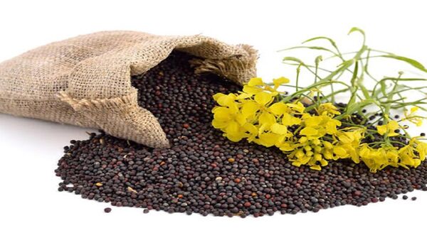 افزایش قیمت خرید تضمینی کُلزا