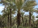 همایش تجلیل از یاران روستا در روز ملی روستا برگزار می شود
