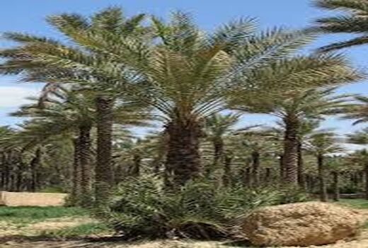 همایش تجلیل از یاران روستا در روز ملی روستا برگزار می شود