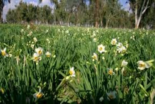 رایحه گل نرگس در مزارع بهبهان