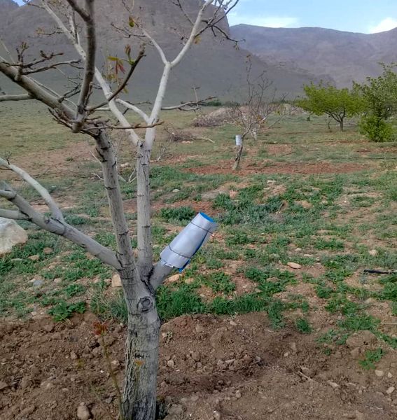 سرشاخه‌کاری، راه اصلاح باغات کم‌بارده شهرستان شهرکرد