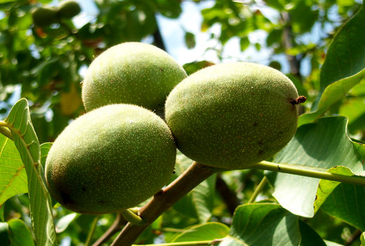 براشت ۹۷۰۰ تن گردو از باغات استان قزوین