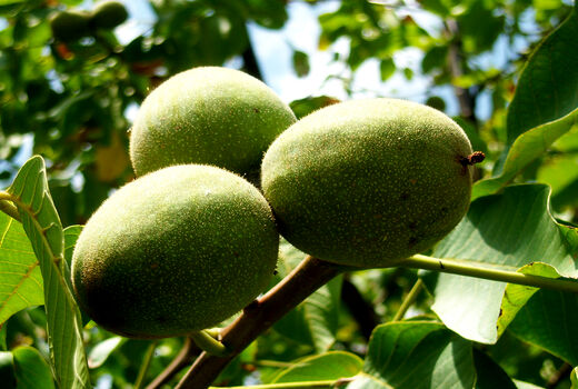 براشت ۹۷۰۰ تن گردو از باغات استان قزوین