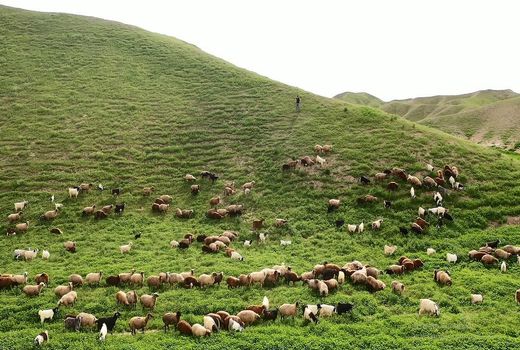 8 آذر آخرین مهلت تمدید پروانه چرای دام