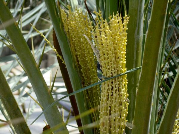 آغاز گرده افشانی نخیلات داراب
