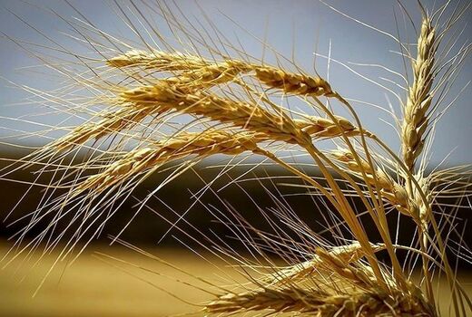 رعایت تناوب زراعی برای کاهش ریسک در مزارع خرمشهر