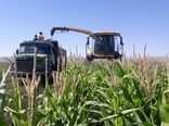 آغاز برداشت ذرت از ۱۰۰ هکتار مزارع ذرت شهرستان سربیشه