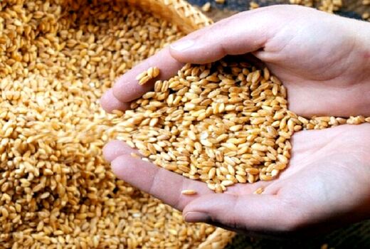 اختصاص 9 هزار هکتار به کشت شتوی در سروستان 