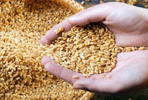 خرید بذرهای گندم گواهی شده و مادری به اتمام رسید