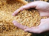 ارسال بذور گندم گواهی شده برای توزیع بین بهره‌برداران گندم‌کار استان سمنان