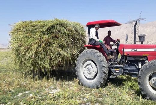 کنجد های قیروکارزین دِرو می شوند