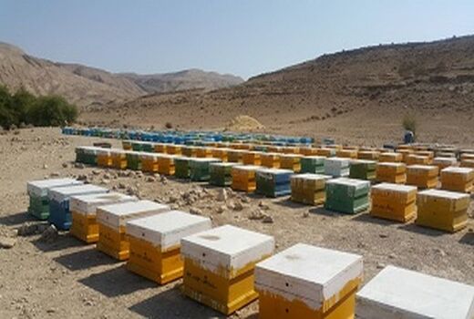 کوچ زود هنگام زنبورستان ها به قیروکارزین آغاز شد