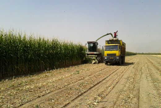 تولید 720 هزار تن ذرت در مرودشت