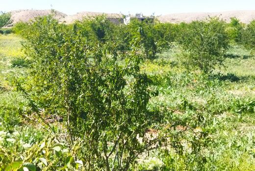 سرمای بهاره به باغات داراب خسارت وارد کرد
