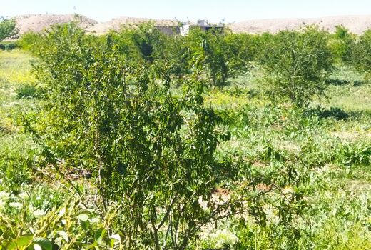 سرمای بهاره به باغات داراب خسارت وارد کرد
