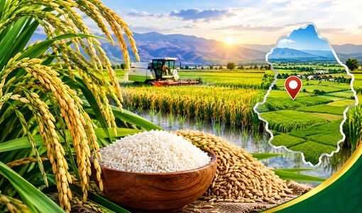 تولید بیش از ۳۲ هزار تن برنج سفید در آذربایجان شرقی؛ میانه پیشتاز تولید استان