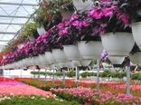 سطح زیرکشت گل و گیاهان زینتی به ۸۱۰۰ هکتار رسید