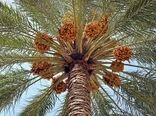 پرداخت ۱۴میلیارد تومان تسهیلات اصلاح نخیلات تنگستان در دو سال متوالی