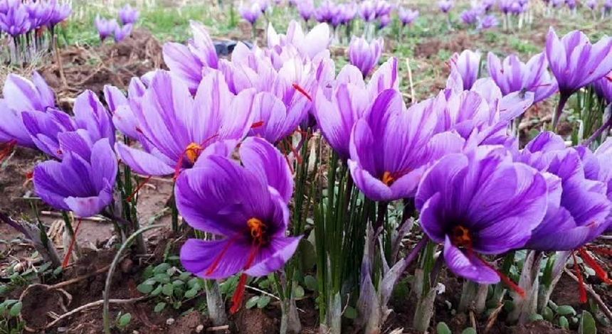 جهش تولید زعفران در آذربایجان‌غربی؛ طلای سرخ شمال‌غرب کشور به بار نشست
