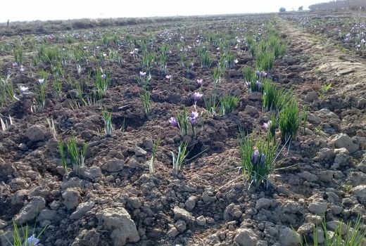 سطح زیر کشت محصولات کم‌ آب‌بر در آران و بیدگل افزایش می‌یابد