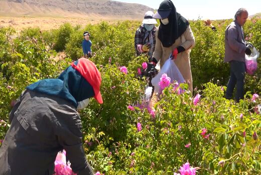 شمیم گل محمدی در سرزمین هزار چشمه