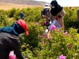 شمیم گل محمدی در سرزمین هزار چشمه