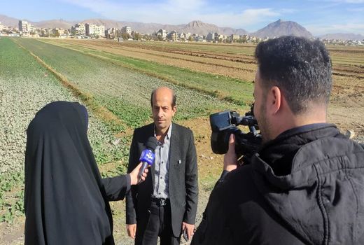 150 هکتار از اراضی چهارمحال و بختیاری زیر کشت کلزا رفت