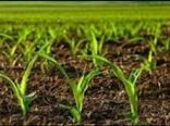 اجرای طرح مزارع الگوی در شهرستان دهلران