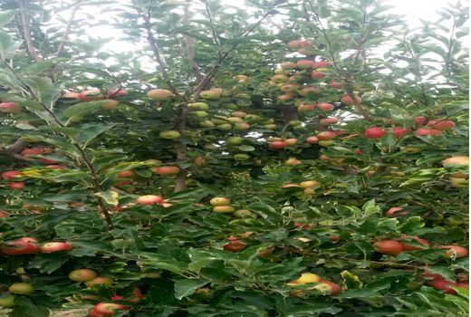 برنج کار کامفیروزی رکورد تولید سیب در مرودشت را زد