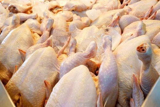آغاز خرید حمایتی مرغ از ۲۳ شهریور ماه