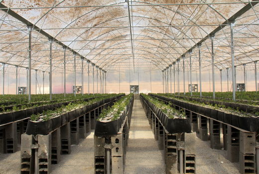 طرح‌های گلخانه‌ای چهارمحال و بختیاری در انتظار گازرسانی