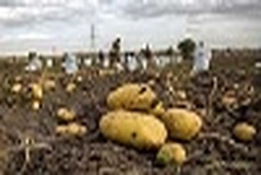 آغاز کشت سیب زمینی در فریدن