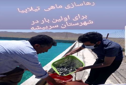 آغاز پرورش ماهی تیلاپیابرای اولین باردرشهرستان سربیشه