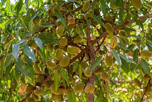 740 تن بادام از مرودشت به بازار رفت