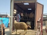 کشف 5 محموله قاچاق دام در بیضا