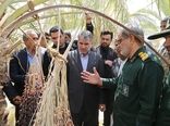 درخواست امهال و پرداخت تسهیلات به نخلستان های آفت زده