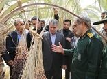 درخواست امهال و پرداخت تسهیلات به نخلستان های آفت زده