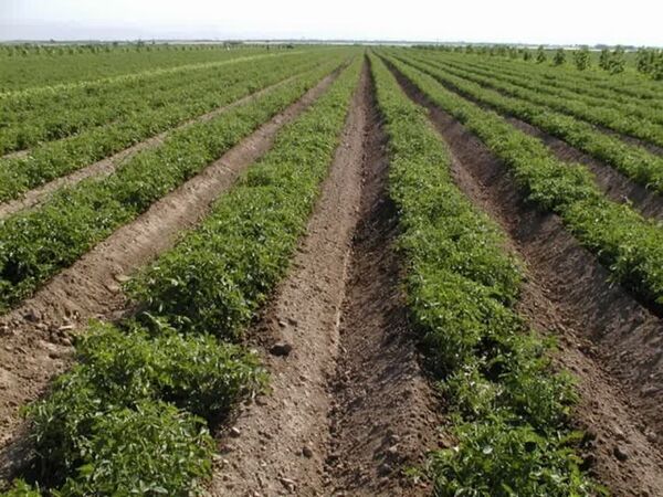 بیمه محصولات نسخه‌ای شفابخش برای کشاورزان