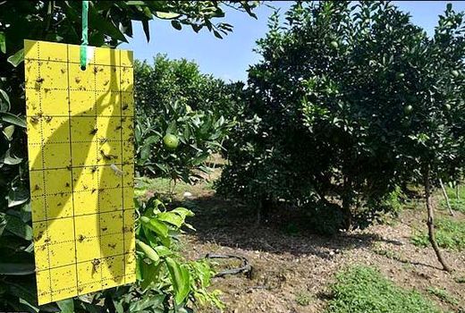 طرح مدیریت تلفیقی آفات در استان البرز در بیش از 61600 هکتار اجرا شد