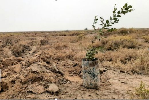 ۲۶ هزار اصله نهال جنگلی در بجنورد توزیع می‌شود