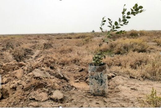 ۲۶ هزار اصله نهال جنگلی در بجنورد توزیع می‌شود