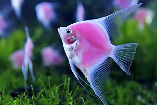 سالیانه بیش از یک میلیون قطعه ماهی زینتی در کردستان تولید می شود