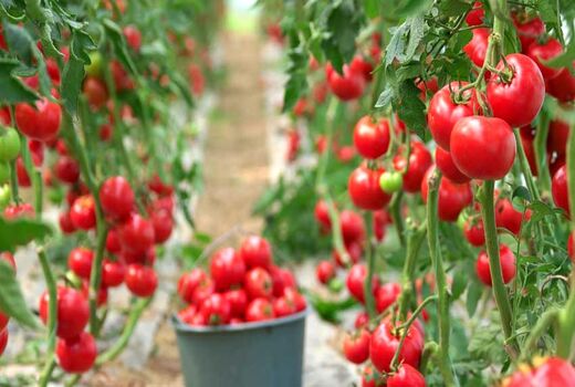برداشت ۱۴۰ هزار تن گوجه‌‌فرنگی از مزارع استان بوشهر