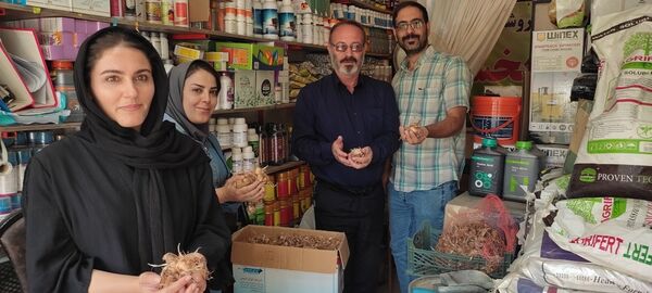 ارائه توصیه های لازم برای کشاورزان همزمان با آغاز کشت زعفران در مرند