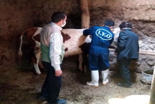 برگزاری اردوی جهادی اداره دامپزشکی شهرستان شبستر در روستای محروم لار از توابع بخش صوفیان