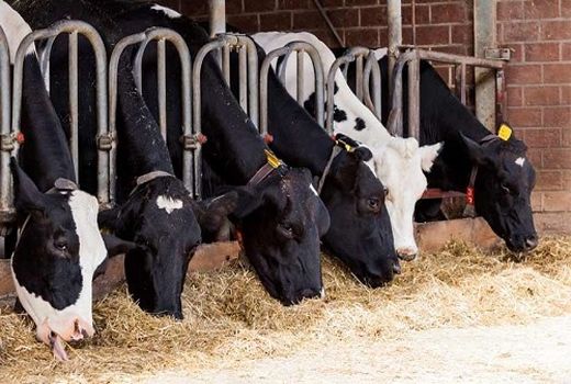 بالغ بر ۱۶۰۰ تن نهاده دامی در خرامه توزیع شد