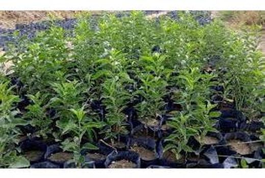 توزیع 33 هزار اصله نهال توت اصلاح شده بین نوغانداران بابلی